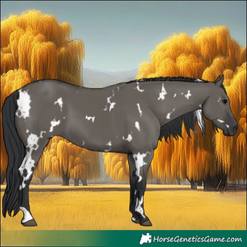 Horse Color:White Spotted Grullo 