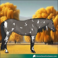 Horse Color:White Spotted Grullo 