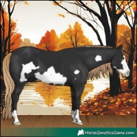 Horse Color:Liver Chestnut Frame