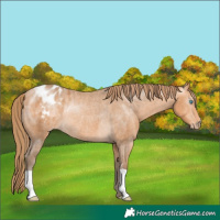 Horse Color:Gray Perlino Blanket Rabicano