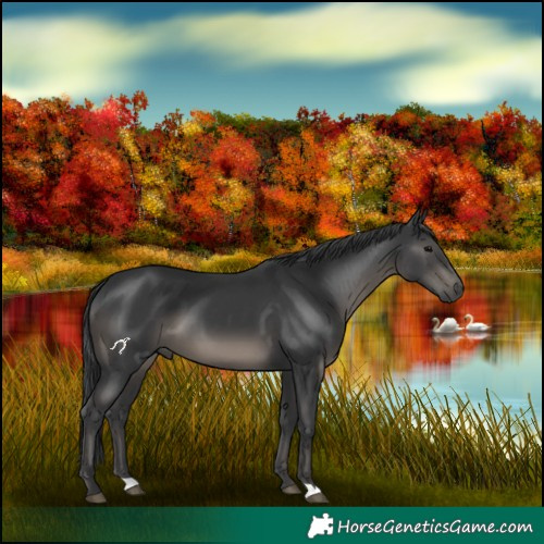 Horse Color:Black 