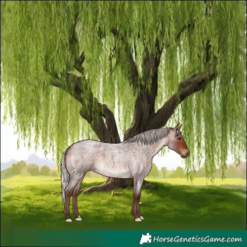 Horse Color:Silver Brown Roan 