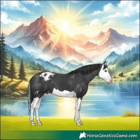 Horse Color:Black Splash Appaloosa 