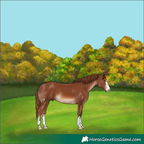 Horse Color:Chestnut 