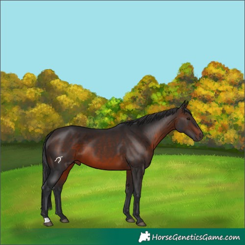 Horse Color:Brown 