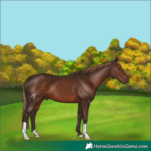 Horse Color:Liver Chestnut 