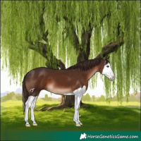 Horse Color:Liver Chestnut Splash