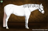 Horse Color:Bay Dun Appaloosa Rabicano 