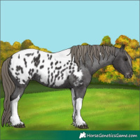 Horse Color:Smoky Black Tobiano Near Leopard 