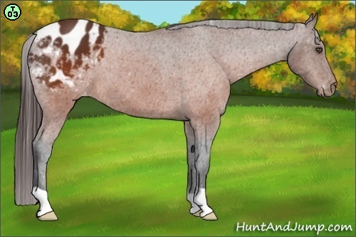 Horse Color:Brown Appaloosa 