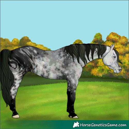 Horse Color:ERROR: UNKNOWN ANOMALY