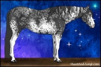 Horse Color:White Spotted Black Ice Rabicano 