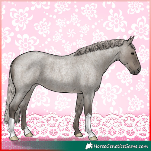 Horse Color:Silver Grullo Roan 