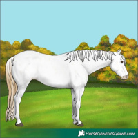 Horse Color:Buckskin Dun Sabino Varnish