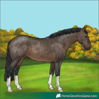 Horse Color:Brown Dun Brindle 