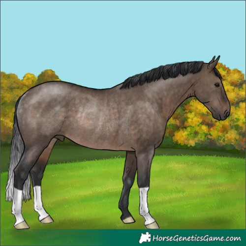Horse Color:Brown Dun Rabicano 