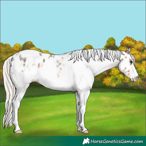 Horse Color:White Spotted Silver Buckskin Leopard Rabicano