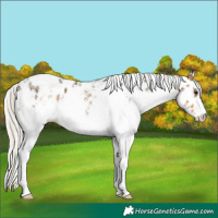 Horse Color:White Spotted Silver Buckskin Appaloosa Rabicano 