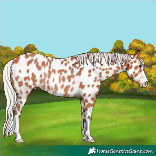 Horse Color:Silver Bay Appaloosa Rabicano 