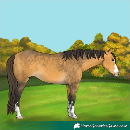 Horse Color:Buckskin
