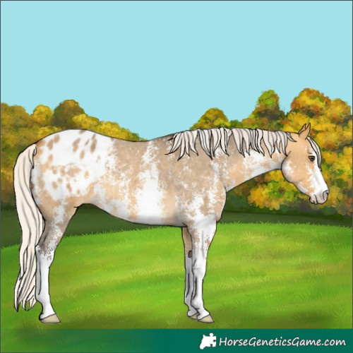 Horse Color:Silver Buckskin Dun Sabino Varnish