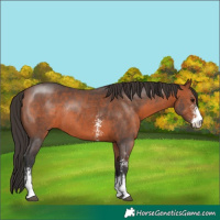 Horse Color:Bay Sabino Rabicano