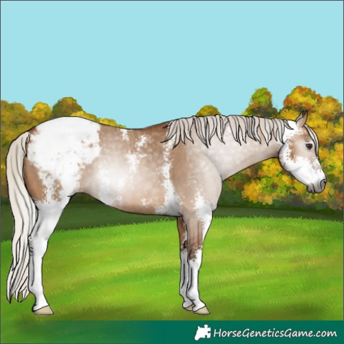 Horse Color:Gray Silver Bay Dun Sabino Snowcap Rabicano 