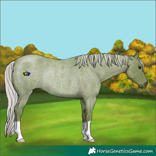 Horse Color:Watercolor Silver Smoky Blue Roan Rabicano 