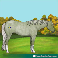 Horse Color:Watercolor Silver Smoky Blue Roan Rabicano