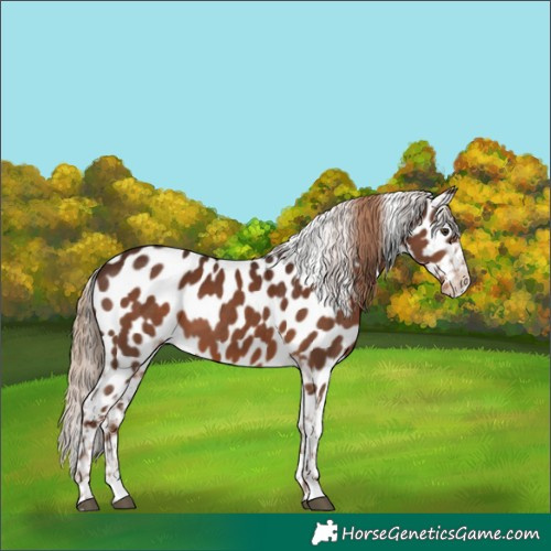 Horse Color:Liver Chestnut Appaloosa