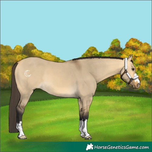 Horse Color:Buckskin Dun 