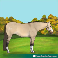 Horse Color:Buckskin Dun 