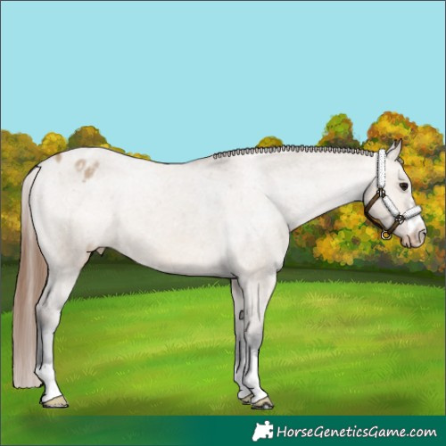 Horse Color:Bay Dun Appaloosa 