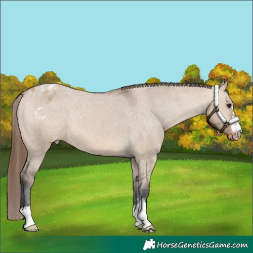 Horse Color:Bay Dun Appaloosa 