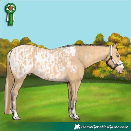 Horse Color:Gold Cream Champagne  and Amber Cream Champagne Appaloosa 