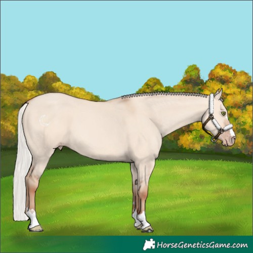 Horse Color:Silver Amber Champagne Dun 
