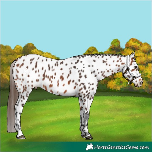 Horse Color:Bay Appaloosa 