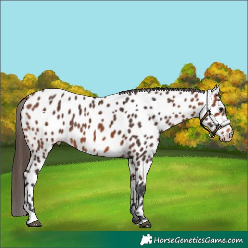 Horse Color:Bay Appaloosa 