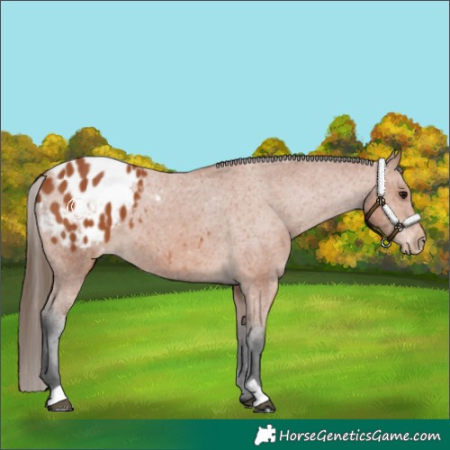 Horse Color:Bay Appaloosa 