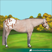 Horse Color:Bay Blanket