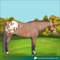 Horse Color:Bay Appaloosa 