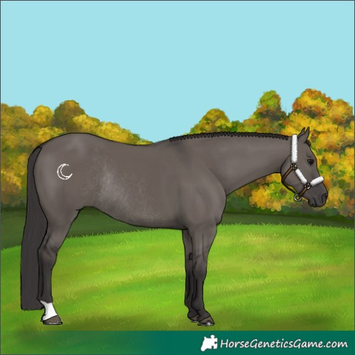 Horse Color:Smoky Grullo Rabicano 
