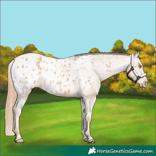 Horse Color:Gold Champagne Appaloosa 