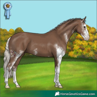 Horse Color:Silver Black Sabino 