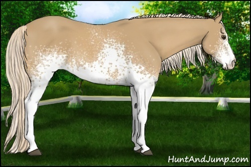 Horse Color:White Spotted Palomino 