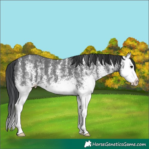 Horse Color:White Spotted Black Splash 