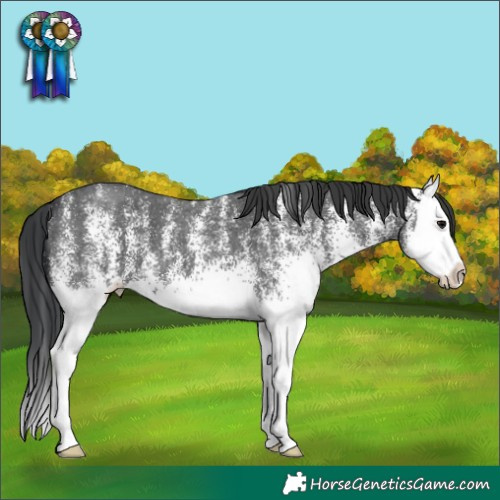 Horse Color:White Spotted Black Splash 