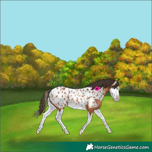 Horse Color:Bay Splash Near Leopard 