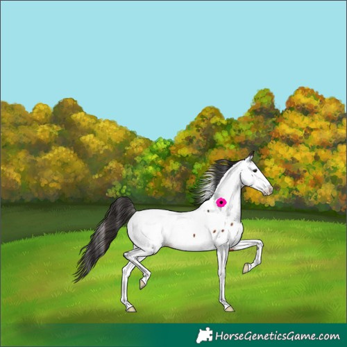 Horse Color:Brown Fewspot 