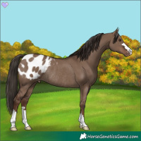 Horse Color:Liver Red Dun Appaloosa Rabicano 